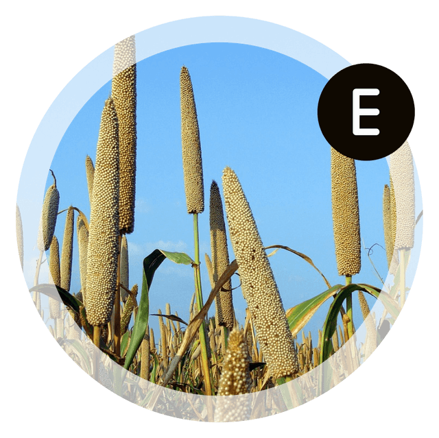Millet Image